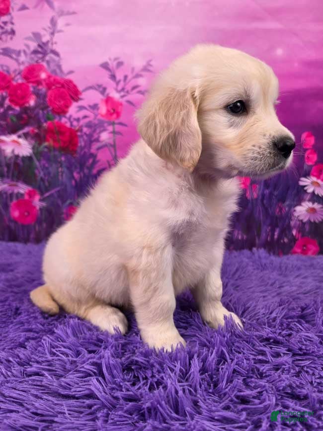 Golden Retriever dogs Lily - Ad 2