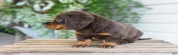 Miniature Dachshund dogs for sale: Maisie - Ad 7