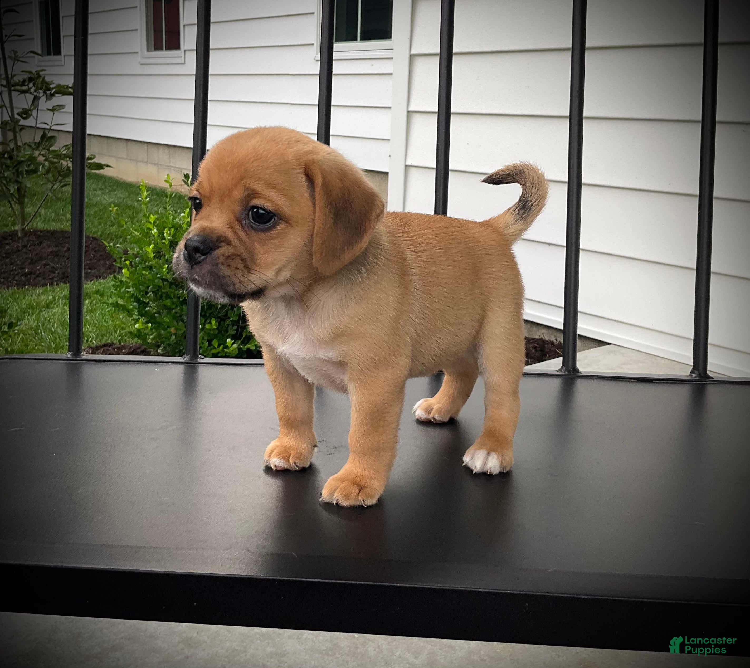 Puggle dogs Sasha - Ad 2
