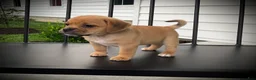 Puggle dogs for sale: Sasha - Ad 2