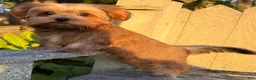 Shorkie dogs for sale: 💙IN BOSTON MASSACHUSETTS AREA💙ADORABLE SHORKIE BOY💙WILL BE SMALL💙 - Ad 4