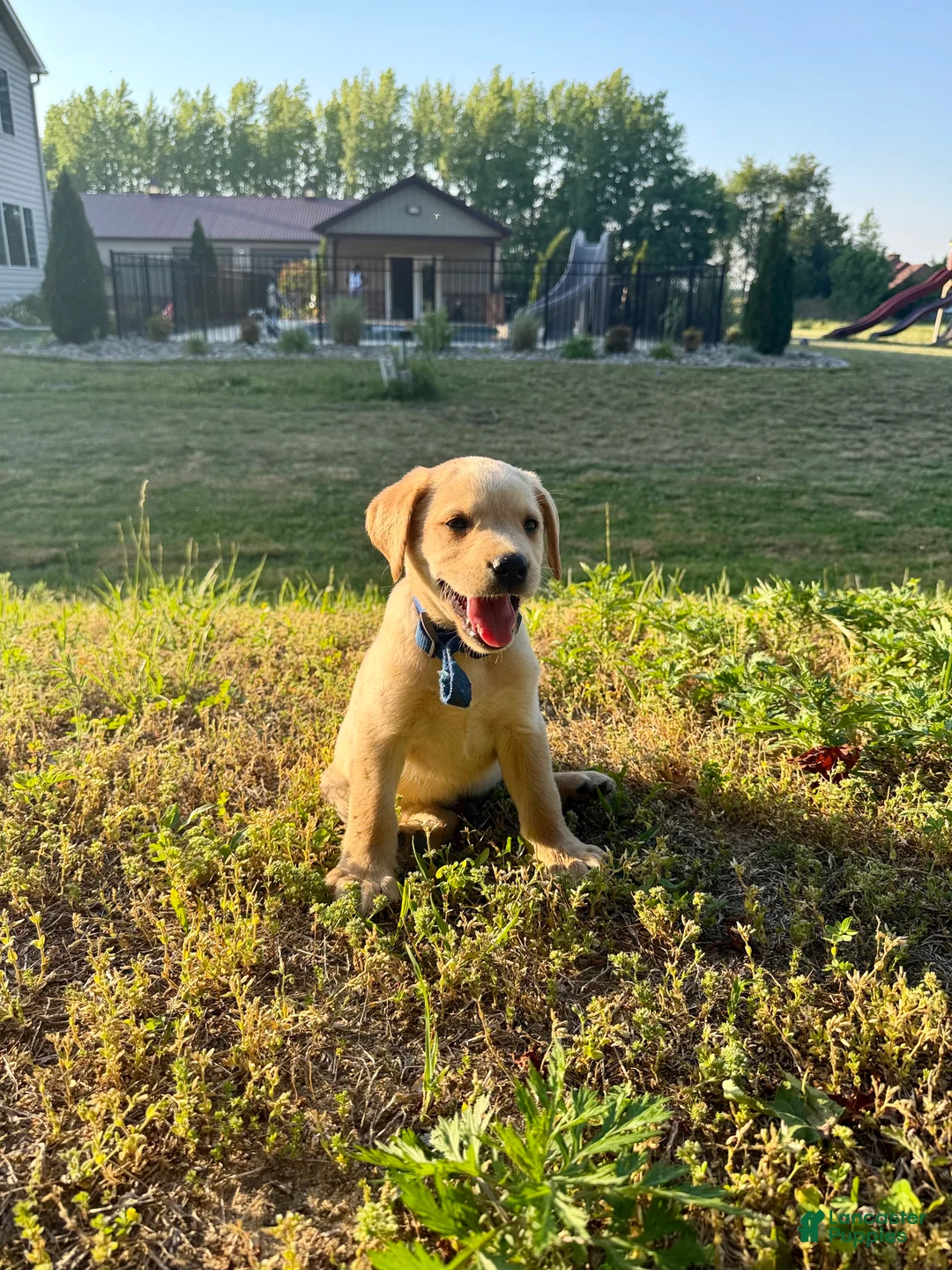 Labrador Retriever dogs for sale: Labrador Retriever Puppy 1 - Ad 1