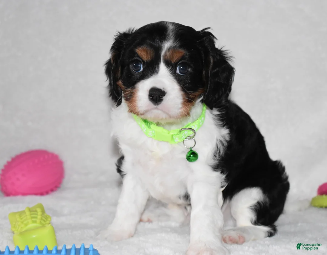 Cavalier King Charles Spaniel dogs for sale: Quinn - Ad 7