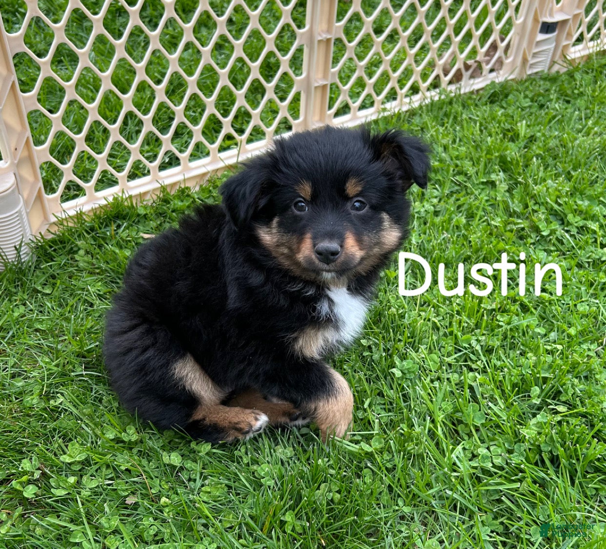 Miniature Australian Shepherd dogs Dustin - Ad 26
