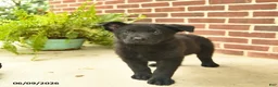 German Shepherd dogs for sale: Brewster - Ad 4