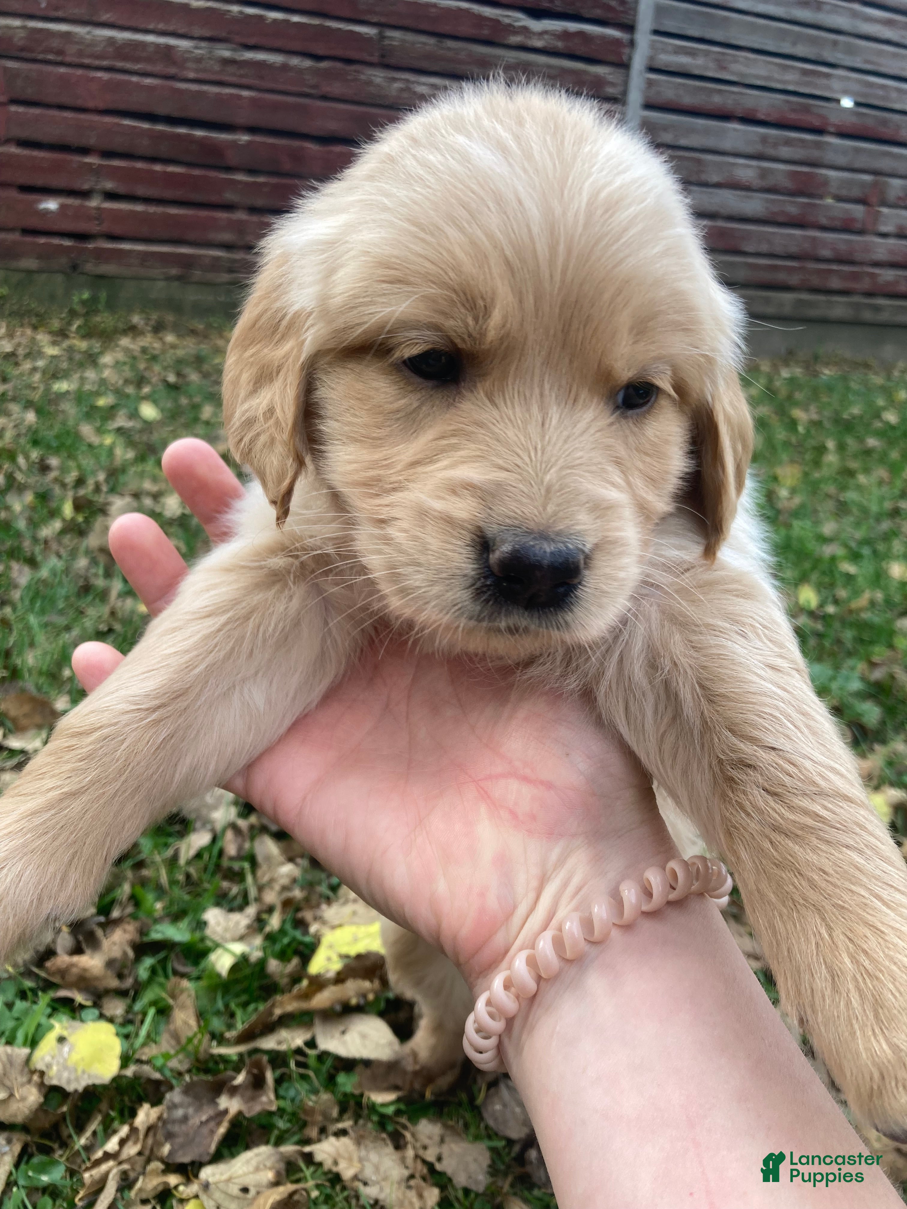 Golden Retriever dogs for sale: Aria - Ad 2