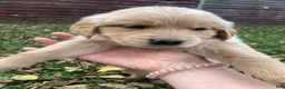Golden Retriever dogs for sale: Aria - Ad 2