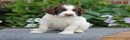 English Springer Spaniel dogs for sale: Dodge - Ad 3