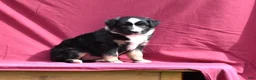 Miniature Australian Shepherd dogs for sale: Piper - Ad 12