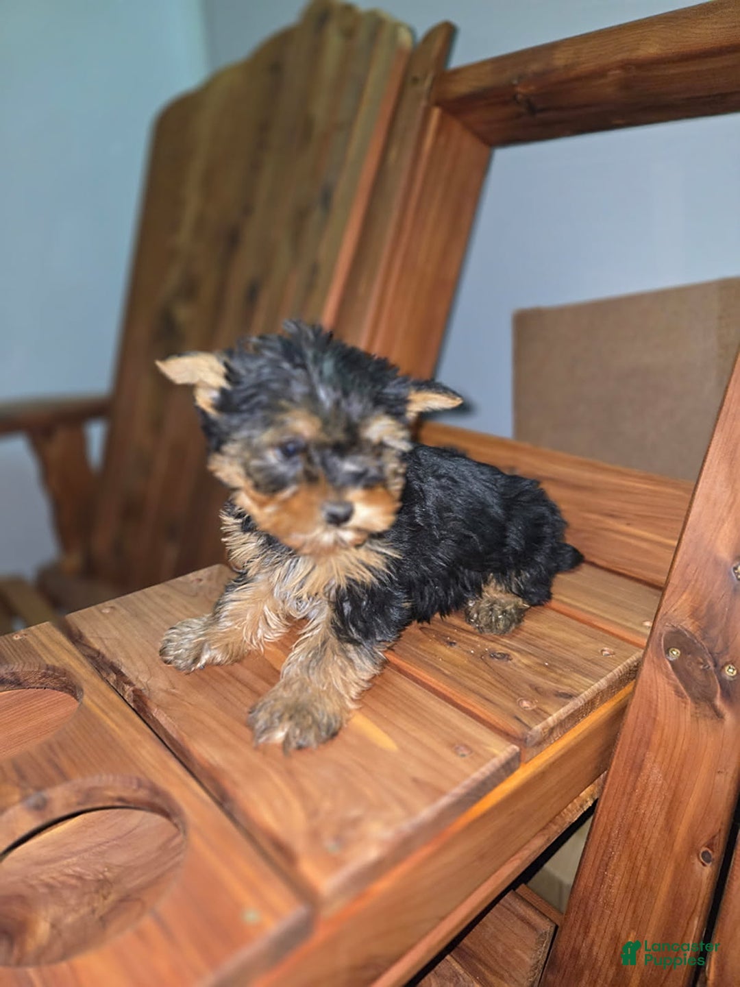 Gallery Image {{count}}