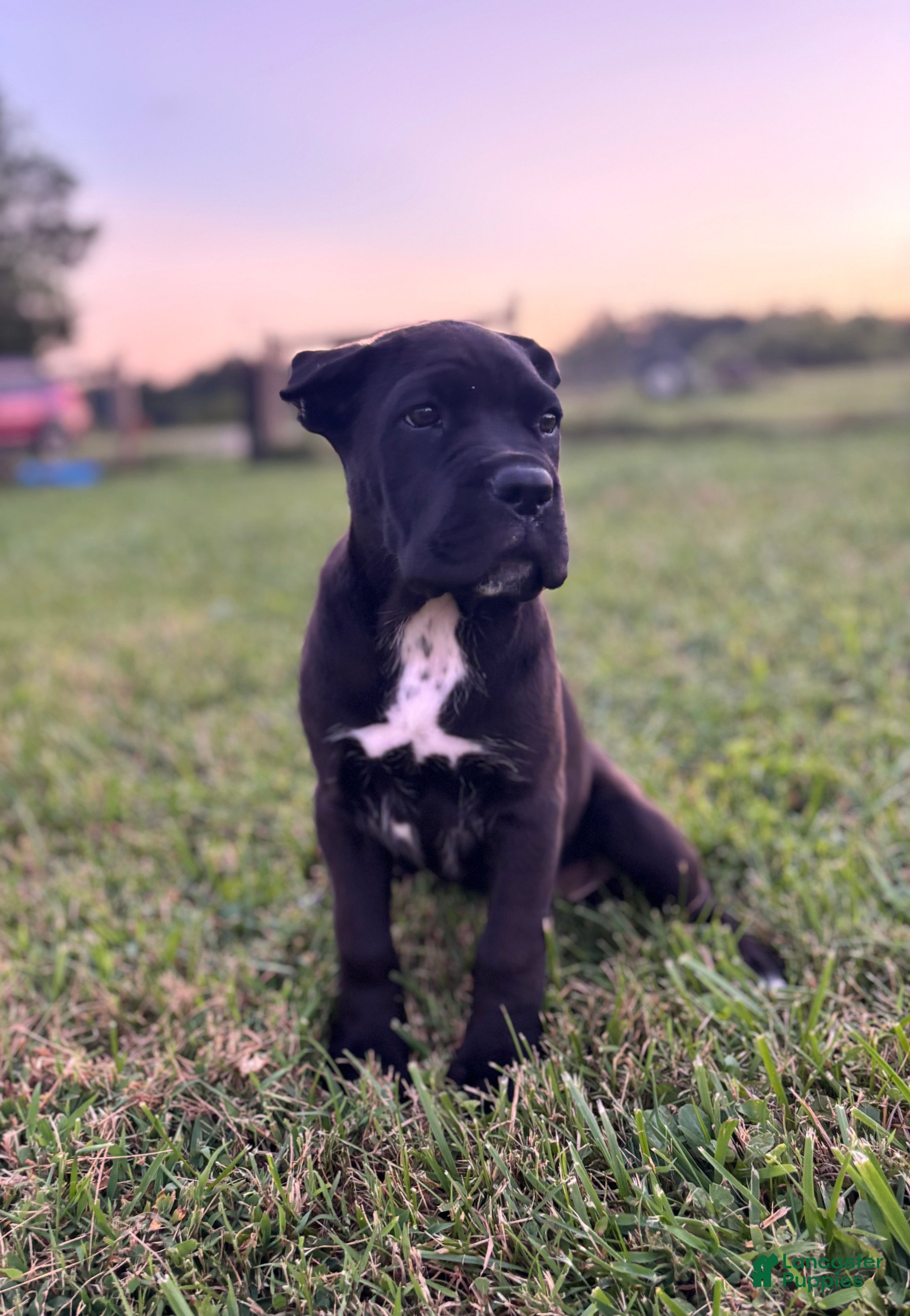 Cane Corso dogs Bear - ICCF Registered Cane Corso Italian Mastiff - Ad 1