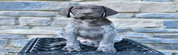 German Shorthaired Pointer dogs for sale: Jackson - Ad 1