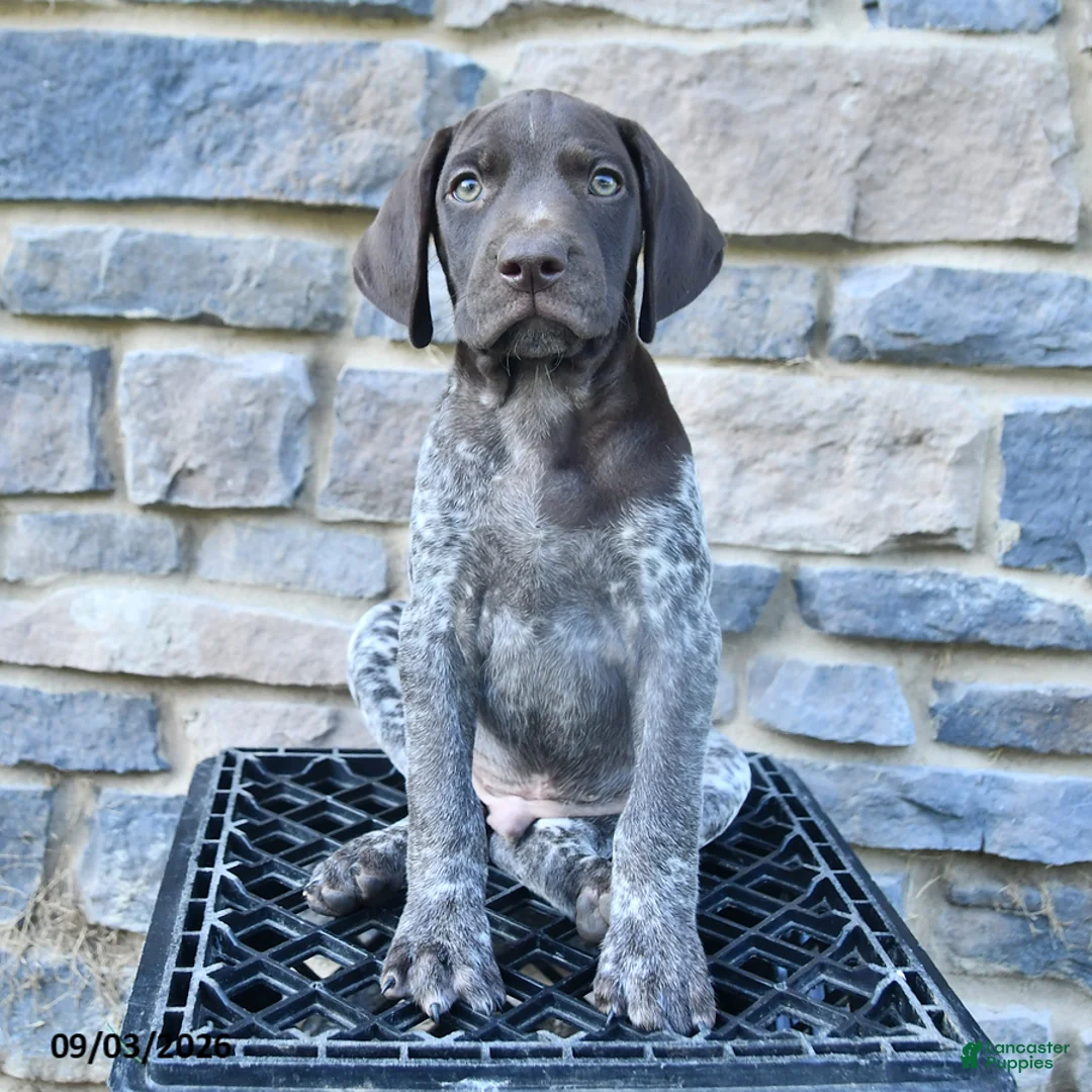 German Shorthaired Pointer dogs for sale: Jackson - Ad 1
