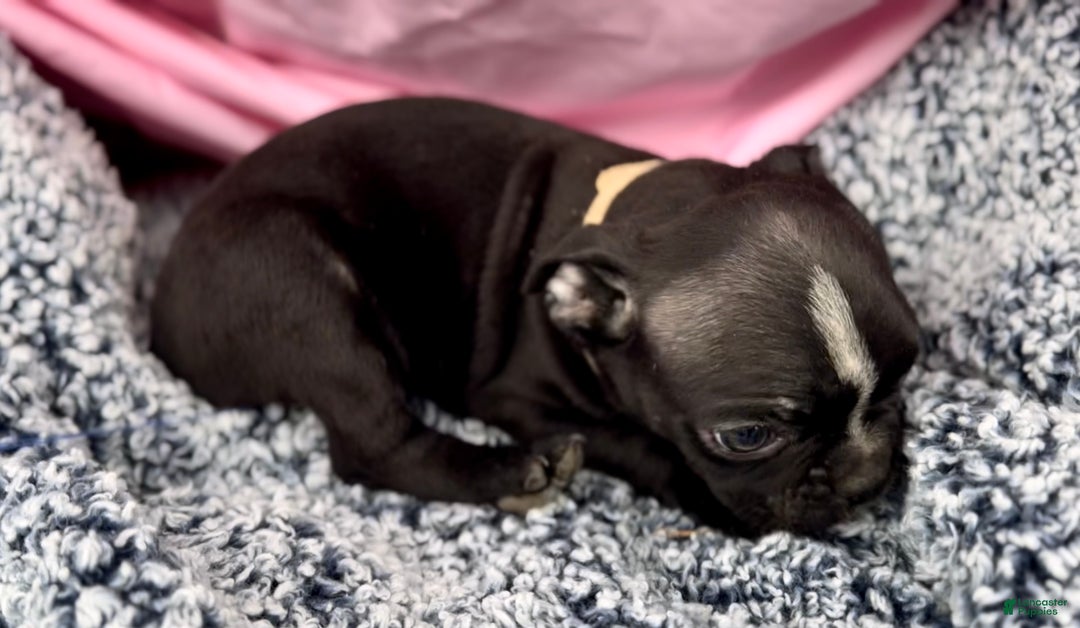 Boston Terrier dogs for sale: Minka - Ad 4