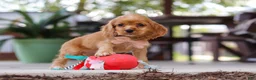 Cocker Spaniel dogs for sale: Billie - Ad 7