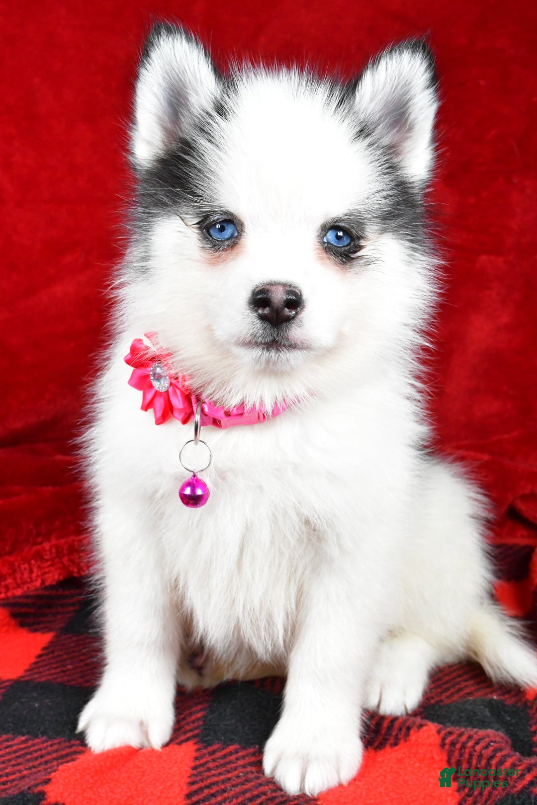 Pomsky dogs for sale: Vada - Ad 8