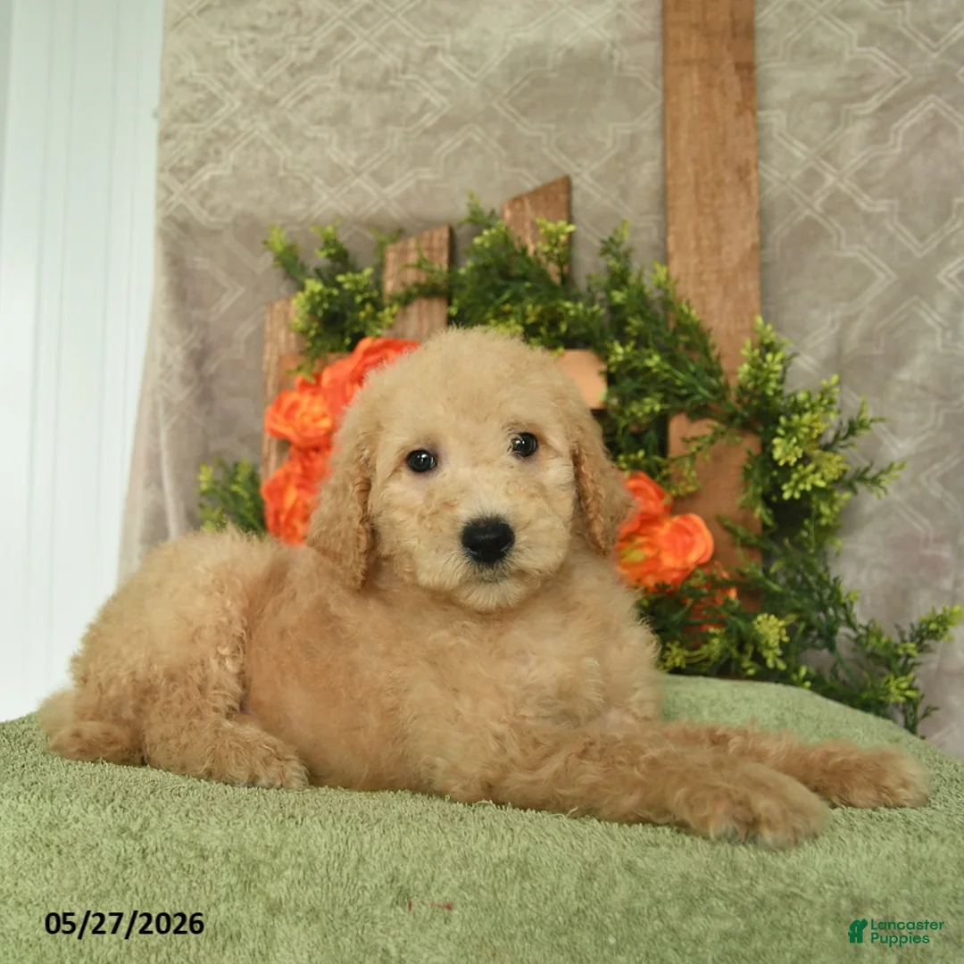Mini Goldendoodle dogs for sale: Hamlet  - Ad 2