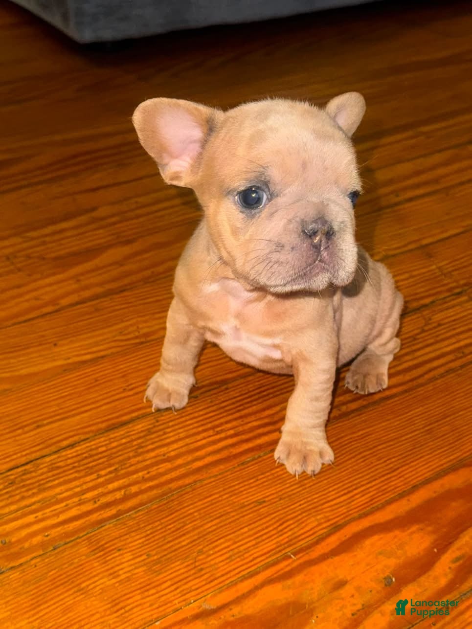 French Bulldog dogs Riot - Ad 5