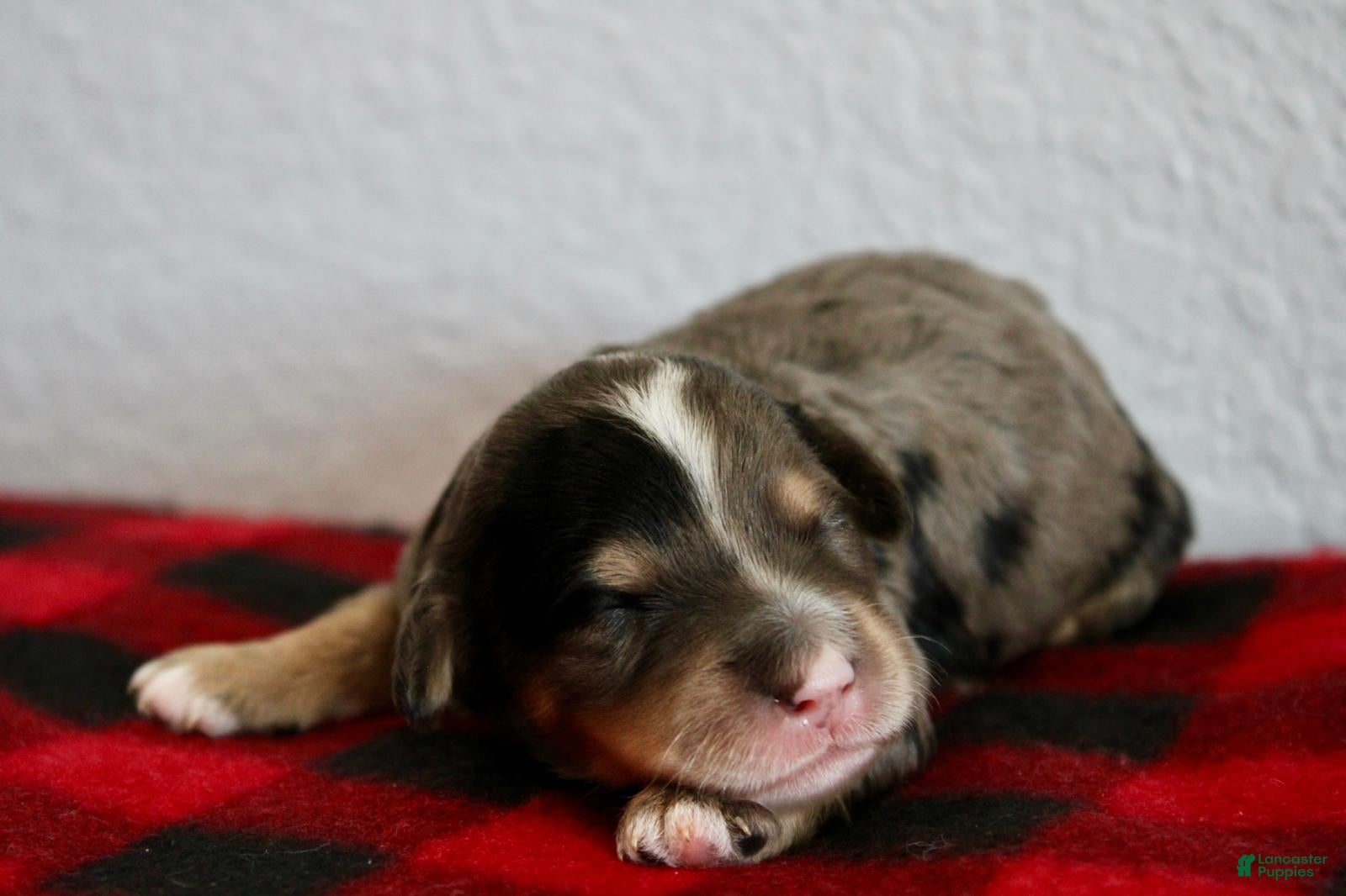 Mini Goldendoodle dogs Alani - Ad 1