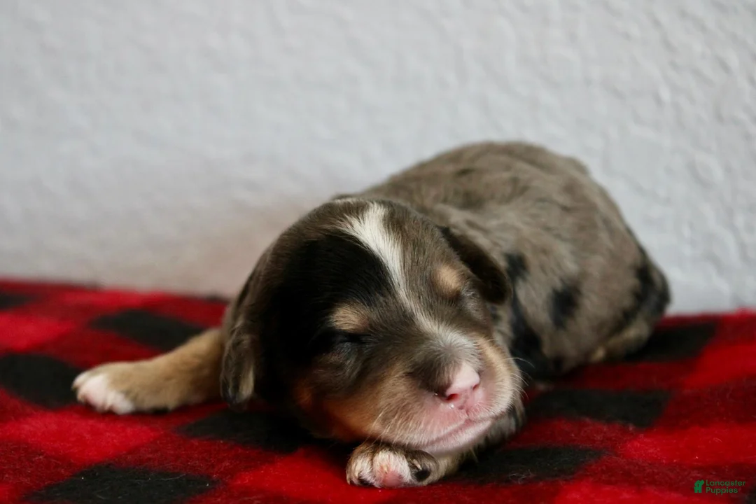 Mini Goldendoodle dogs for sale: Alani - Ad 1