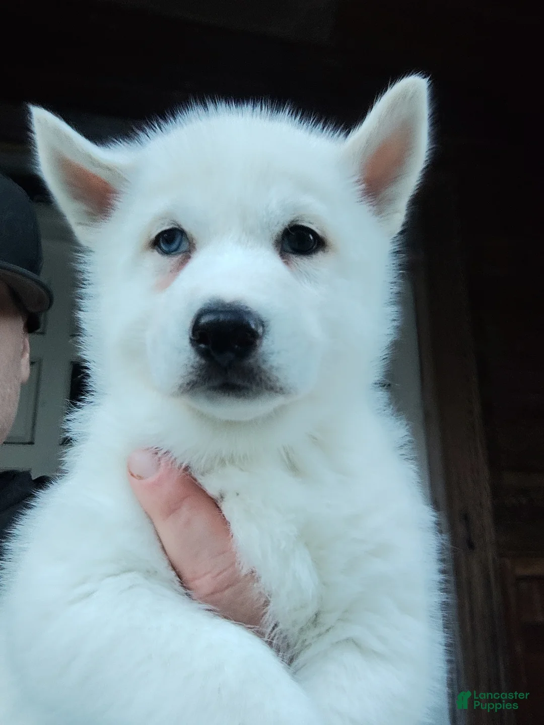 Siberian Husky dogs for sale: ✨24 Karat Gold✨ Isabella Siberian Husky With Hetrochromia Eyes  - Ad 2