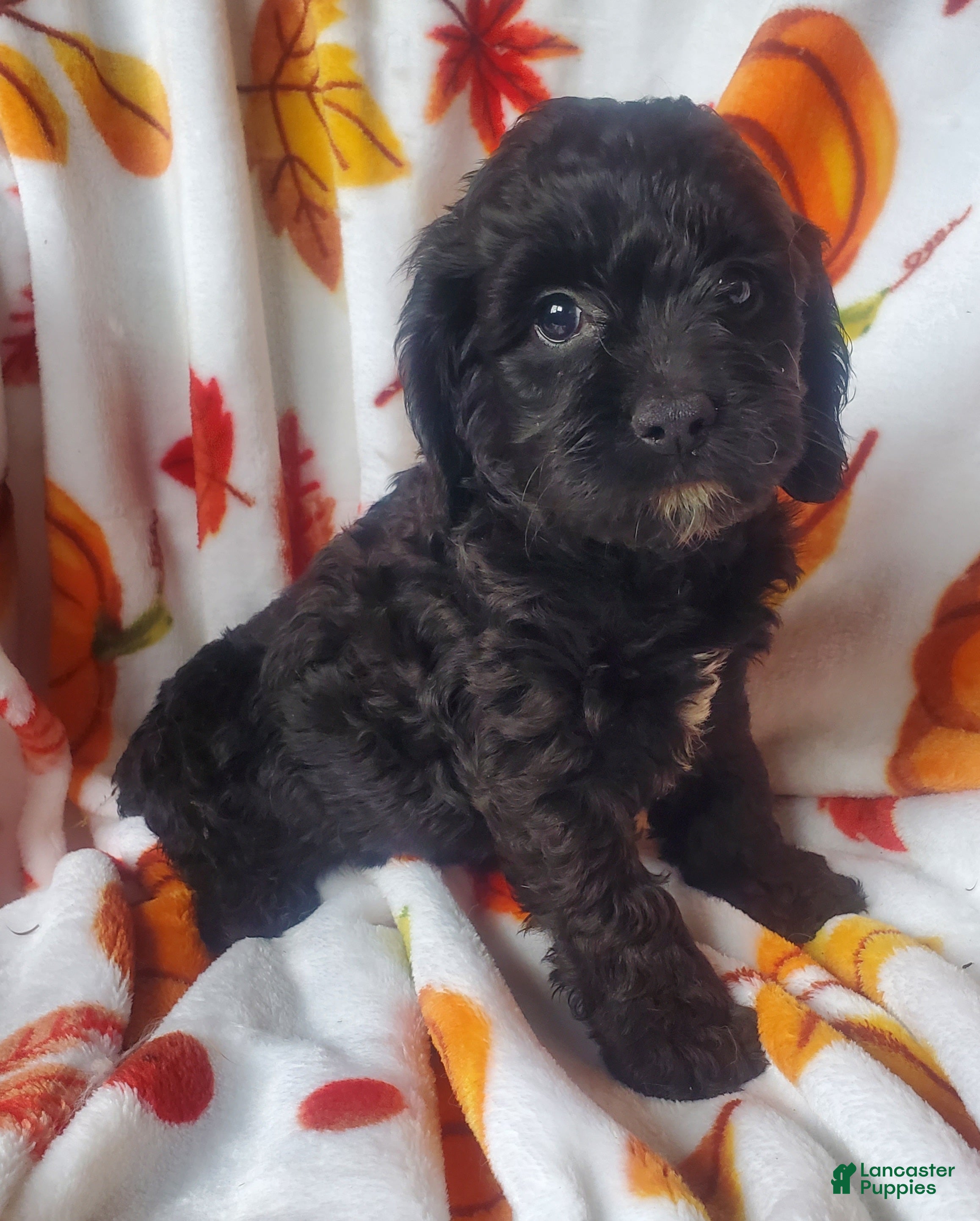 Cockapoo dogs Dixie - Ad 10