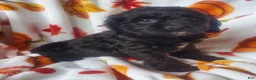 Cockapoo dogs for sale: Dixie - Ad 1