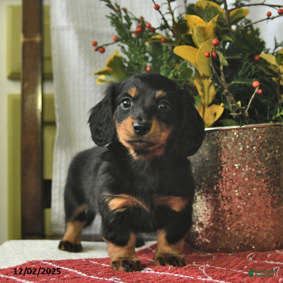 Miniature Dachshund dogs Cookie   - Ad 31