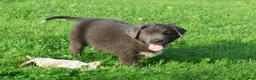 Newfoundland dogs for sale: Tina - Ad 5