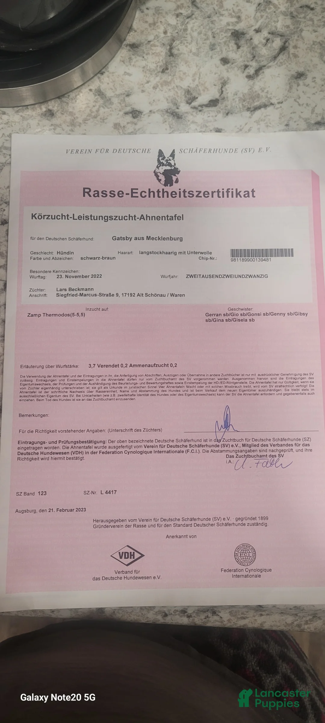 German Shepherd dogs for sale: Dasher - Ad 16