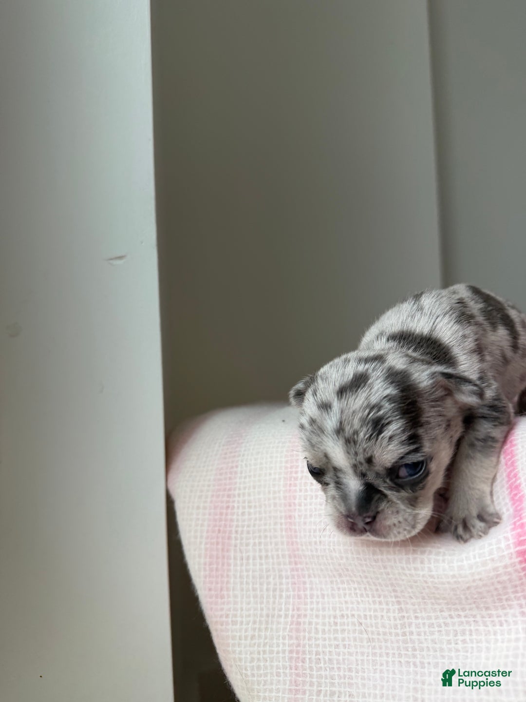 French Bulldog dogs for sale: Stormie - Ad 12