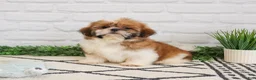 Shih Tzu dogs for sale: Flash  - Ad 7