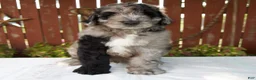 Giant Schnoodle dogs for sale: Micah - Ad 1