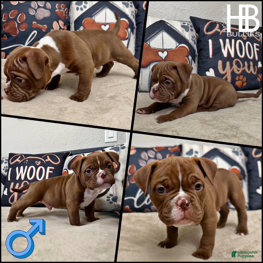 Mixed Rare Bully Breeds Adult American Bully Puppies For Sale