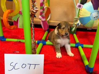 Collie dogs Scott - Ad 2