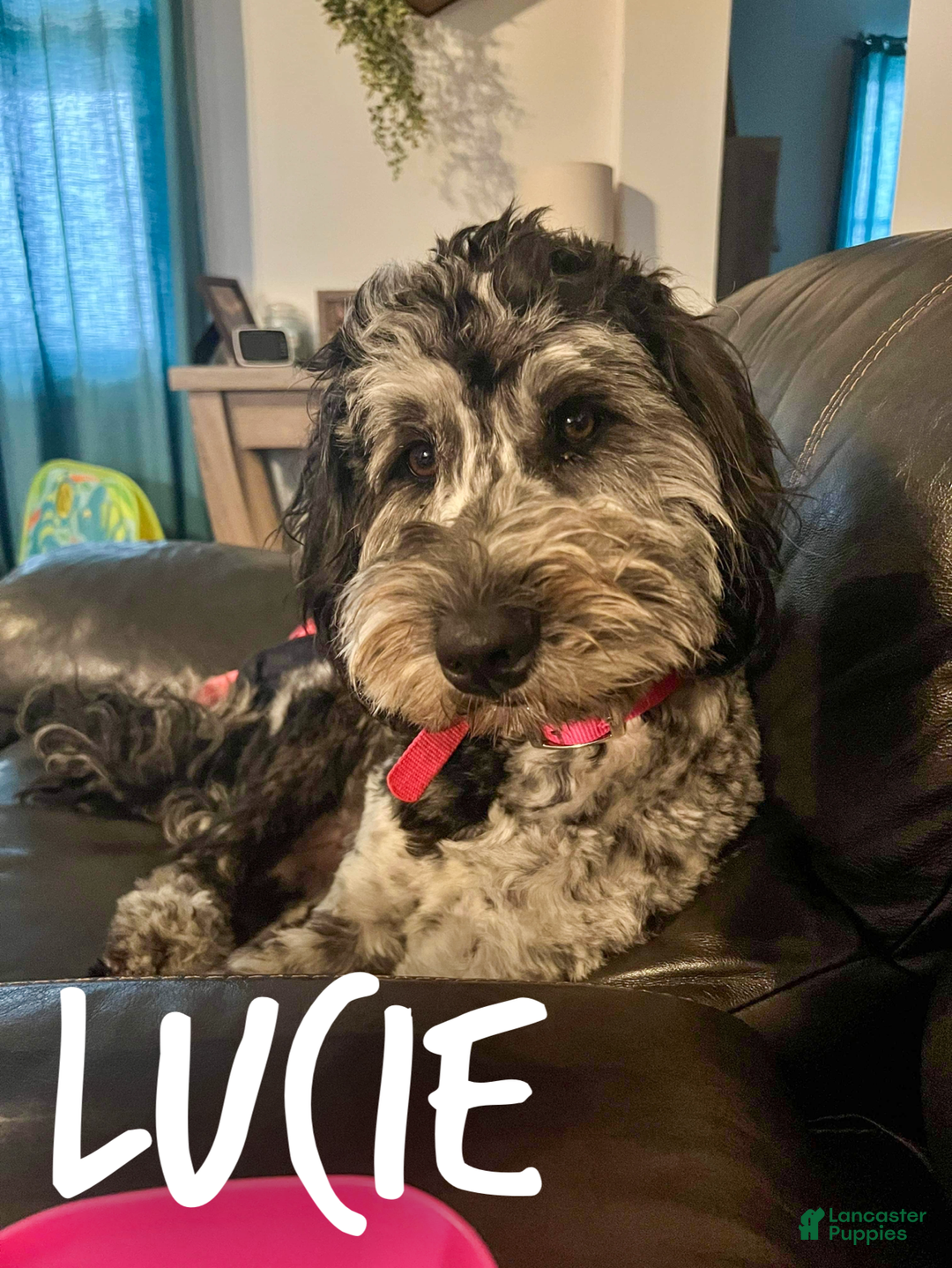 Aussiedoodle dogs for sale: Lizzy - Ad 2