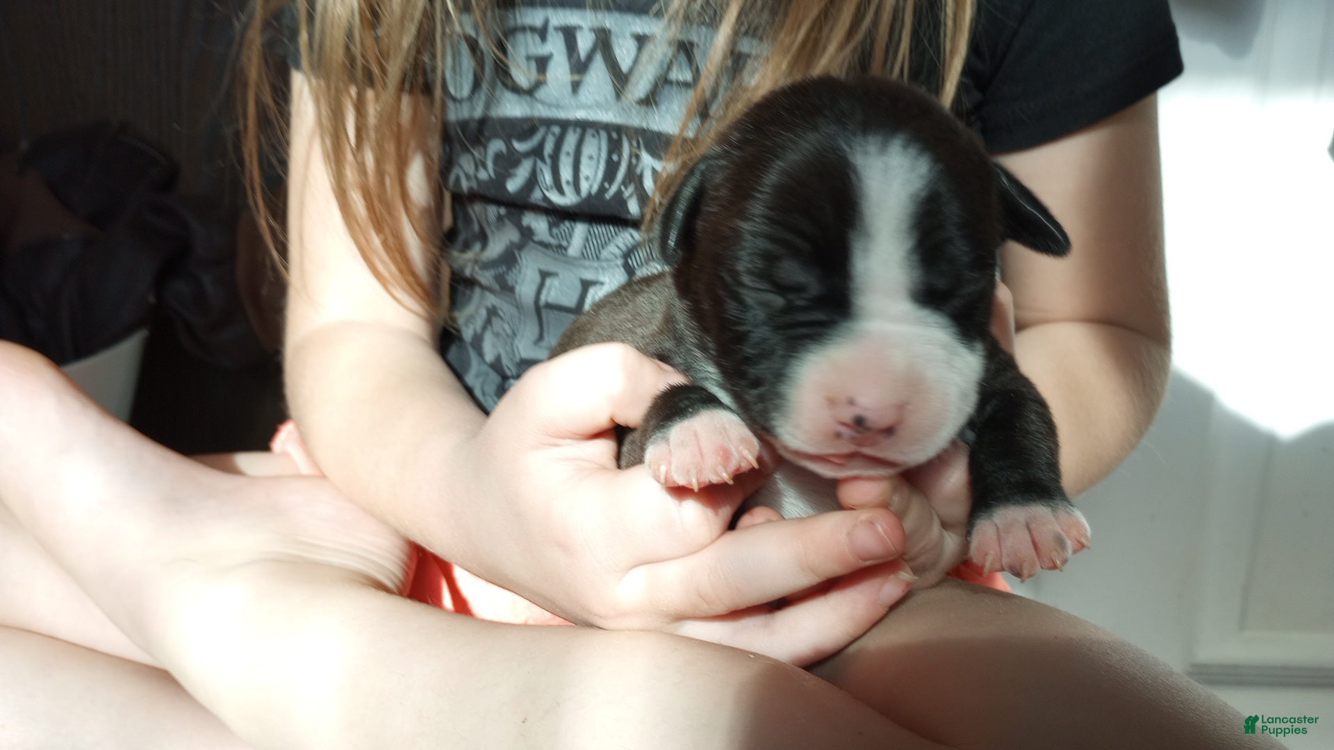 American Bully dogs for sale: Helen Maroulis - Ad 3