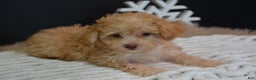 Toy Poodle dogs for sale: Duke - Ad 10