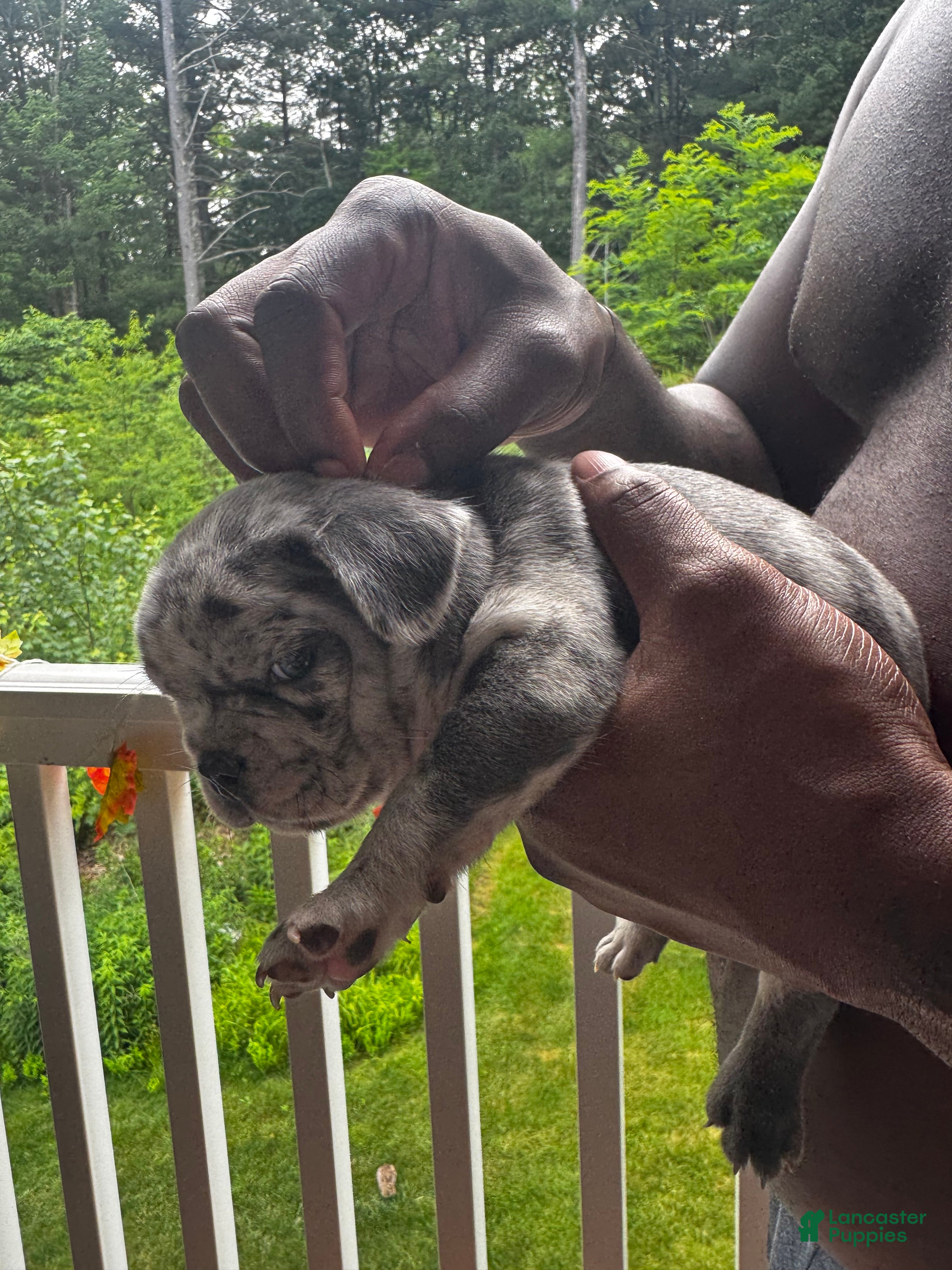 French Bulldog dogs French Bulldog 3 - Ad 19