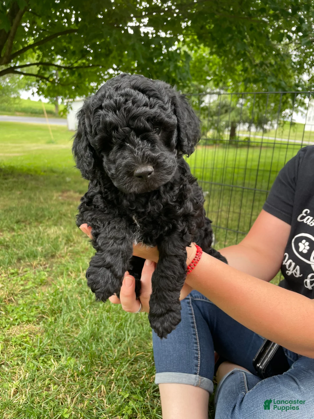 Miniature Poodle dogs for sale: Liz - Ad 2