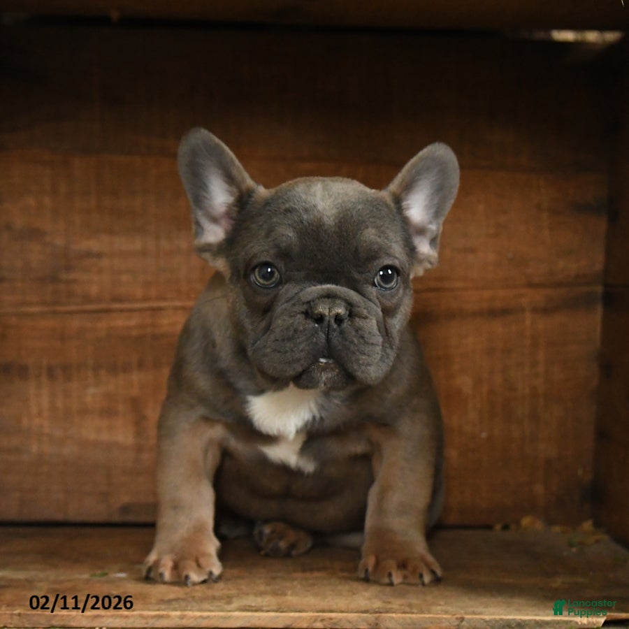 French Bulldog dogs Trax - Ad 2