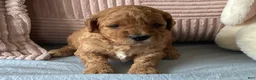 Mini Goldendoodle dogs for sale: Mini Goldendoodle “Suki” - Ad 3