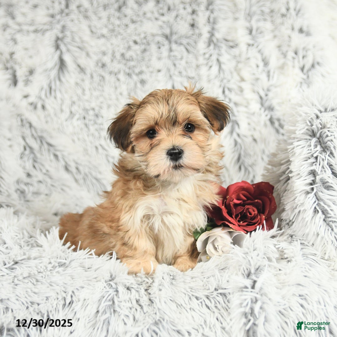 Morkie dogs for sale: Barbie - Ad 2