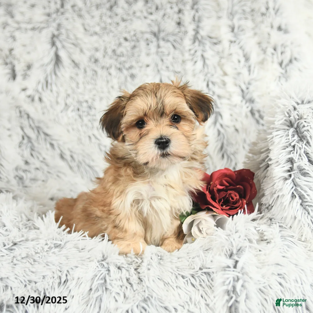 Morkie dogs for sale: Barbie - Ad 5