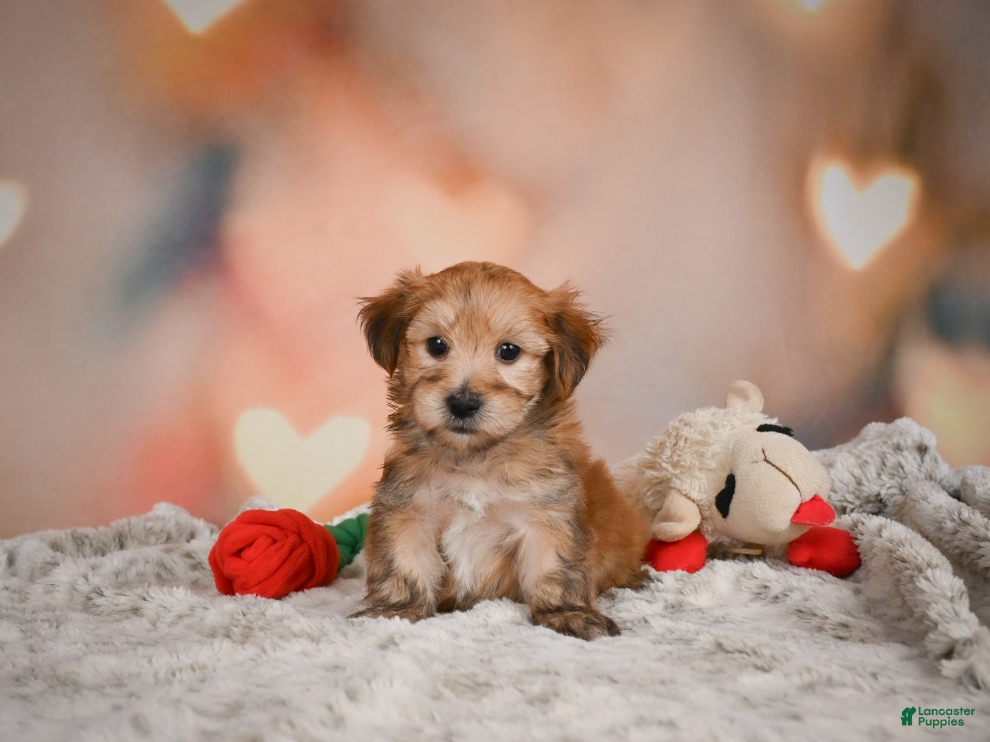 Morkie dogs for sale: Morkie 1Titus - Ad 2