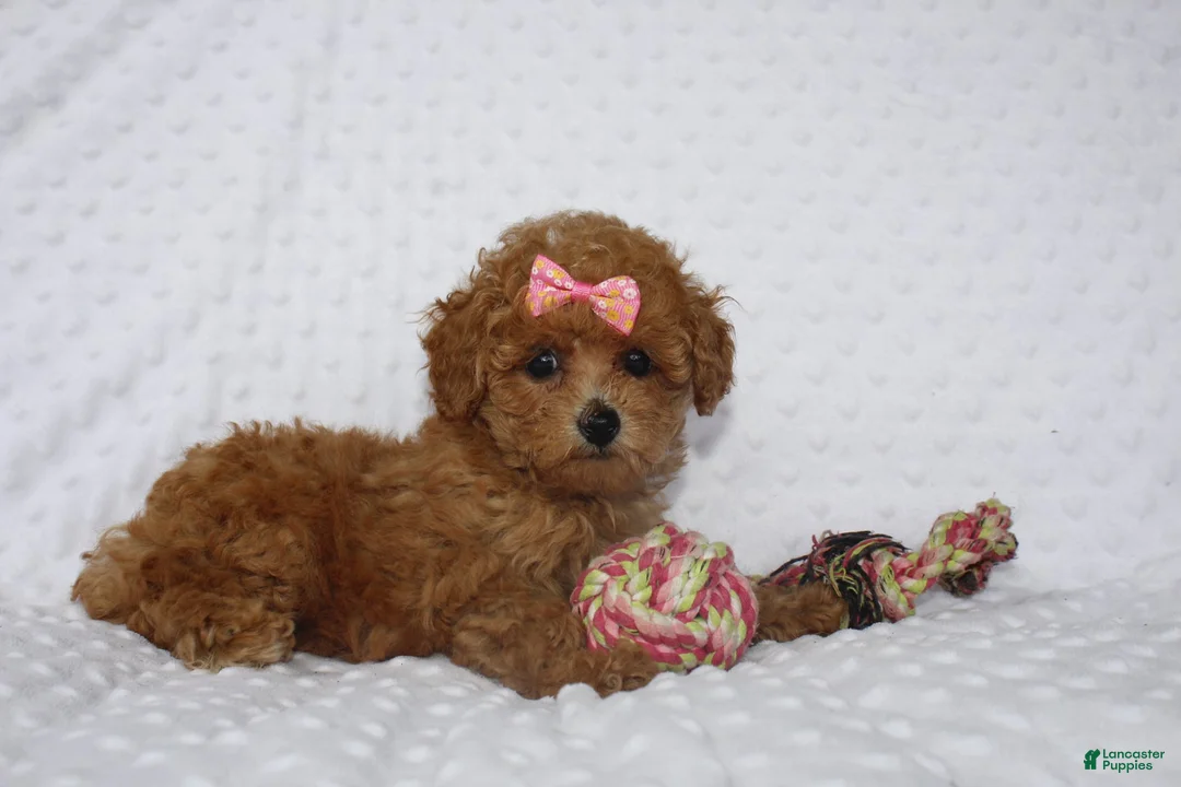 Toy Poodle dogs for sale: Jacy - Ad 2