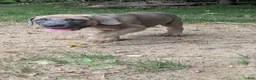 Cane Corso dogs for sale: Aries  - Ad 7