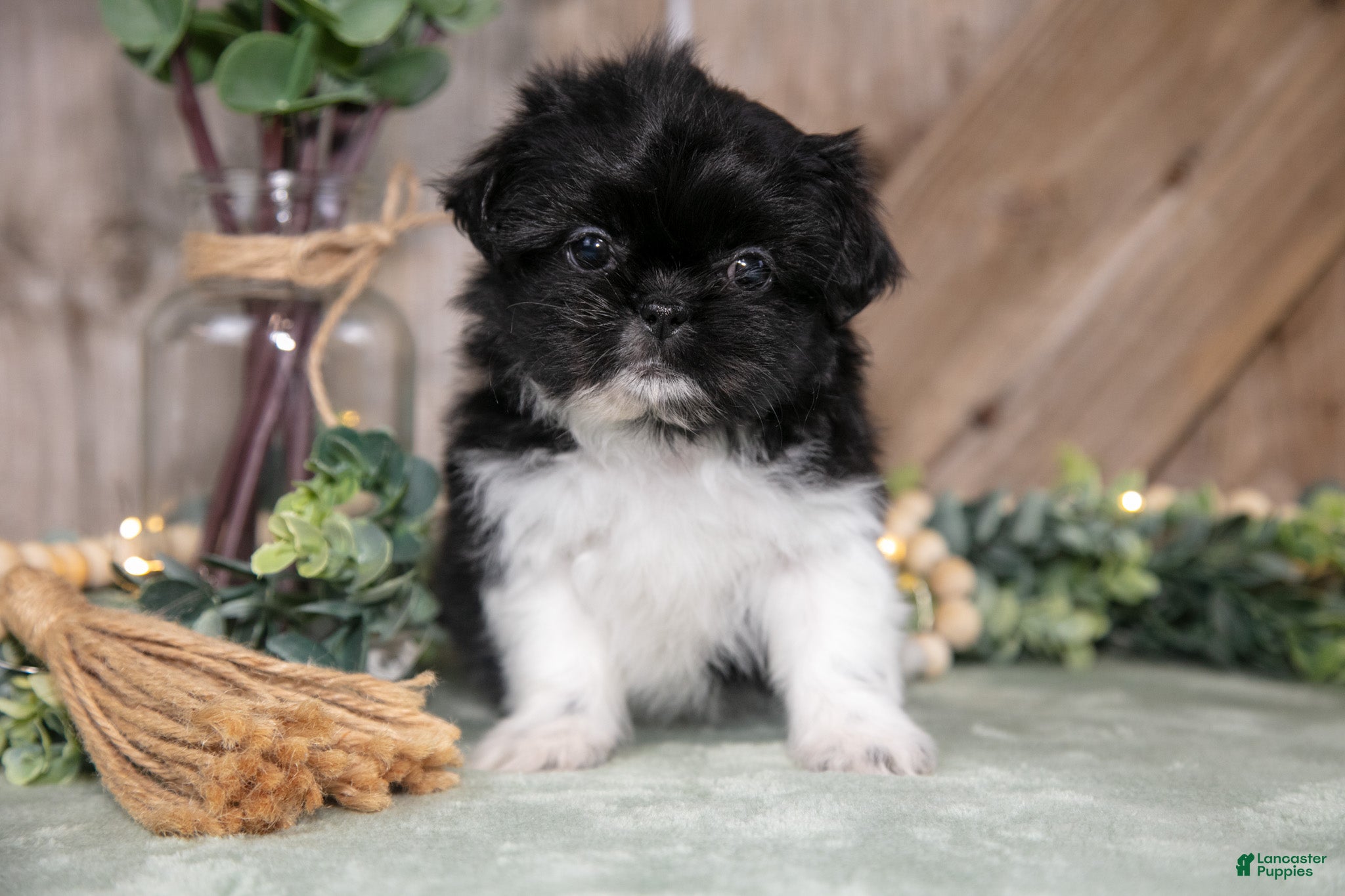 Shih Tzu dogs Bridget - Ad 2