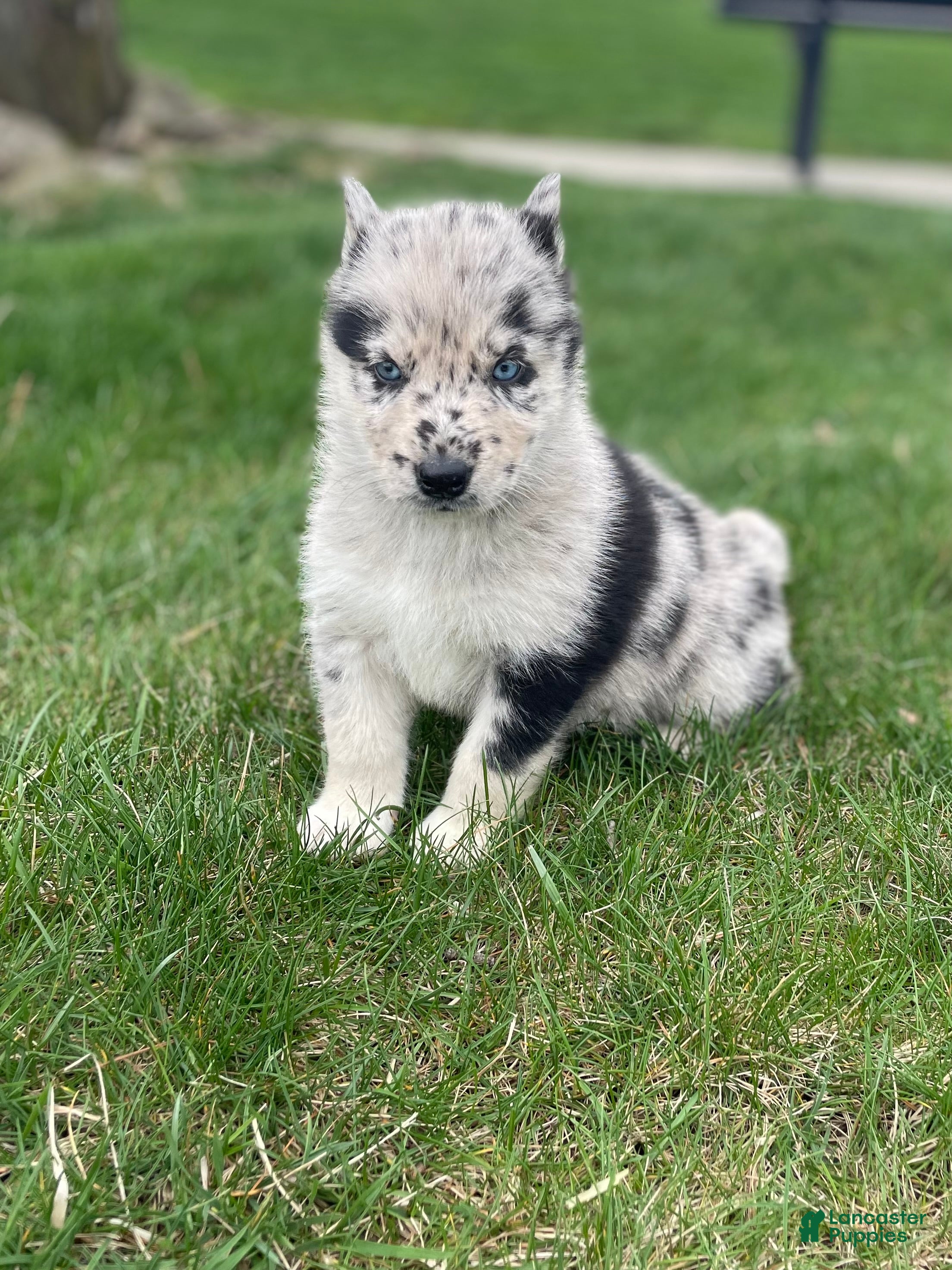 Gerberian Shepsky dogs Wolf - Ad 2