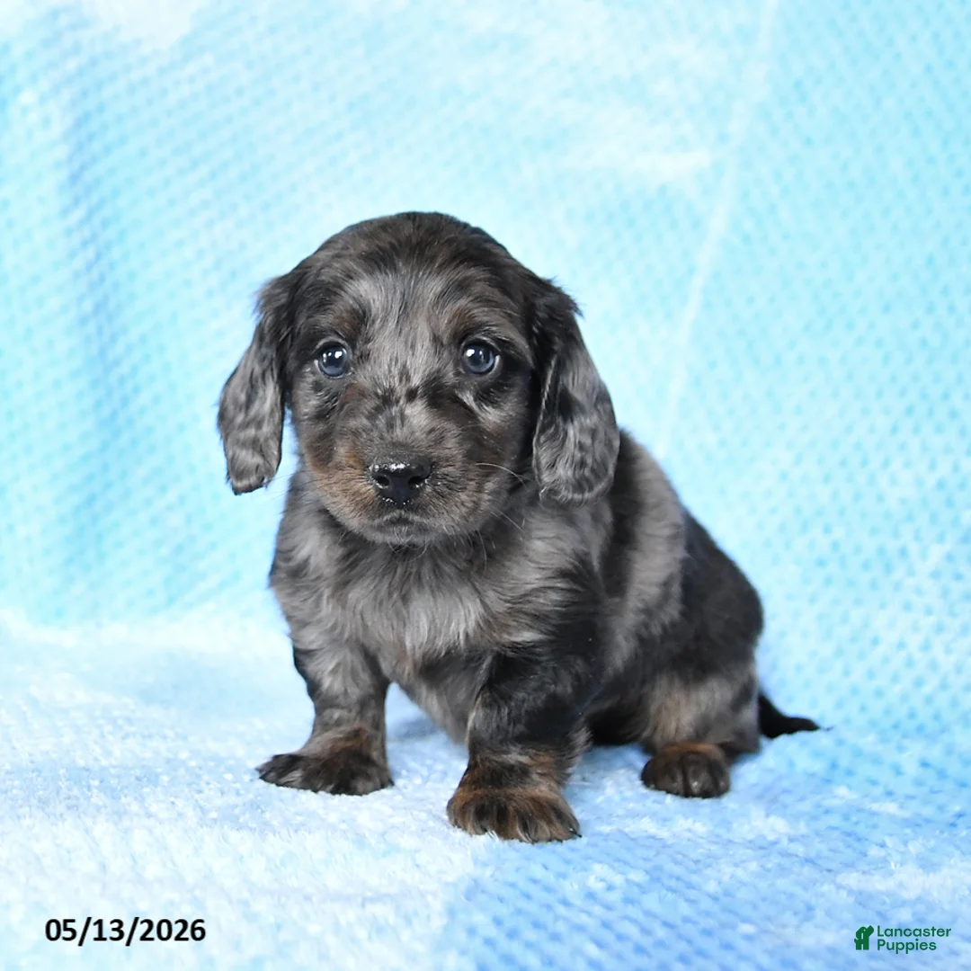 Miniature Dachshund dogs for sale: Buster - Ad 1
